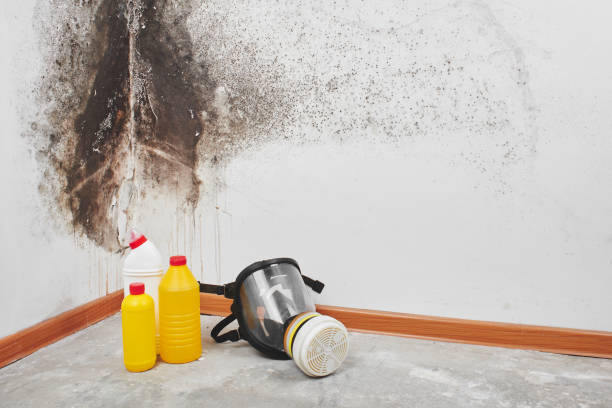 Mold Testing and Removal in Oxford, MI
