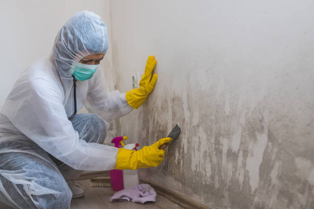 Mold Testing and Removal in Oxford, MI