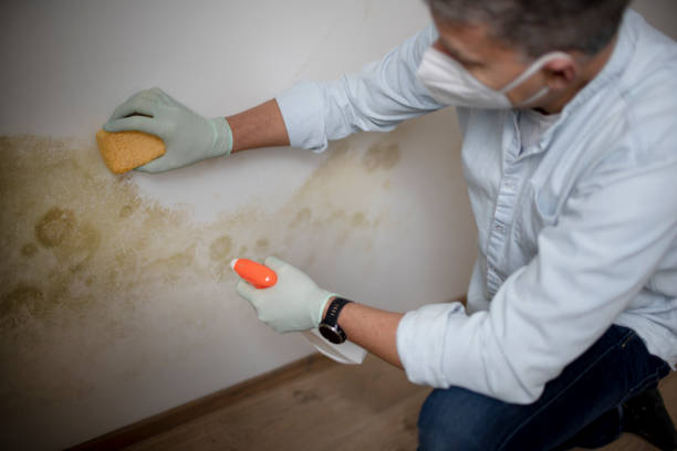 Best Mold Remediation Services  in Oxford, MI