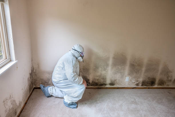 Best Commercial Mold Removal  in Oxford, MI