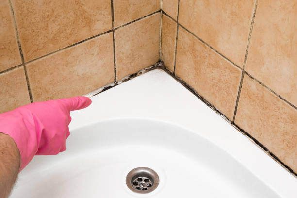 Best Fast Mold Removal  in Oxford, MI