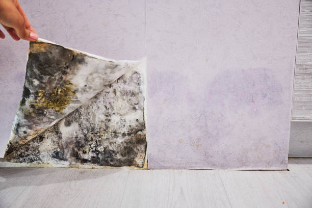 Best Mold Removal Process  in Oxford, MI